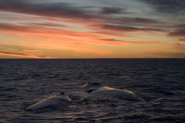 Southern Right Whale - mother and calf resting at the surface, after sunset. Golfo Nuevo, off Puerto Piramide, Valdes Peninsula, Chubut Province, Patagonia, Argentina