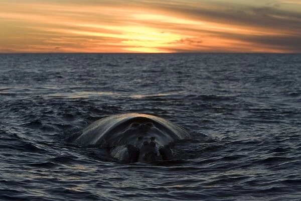 Southern Right Whale - whale swimming slowly at the surface, sunset. Off Puerto Piramide, Valdes Peninsula, Chubut Province, Patagonia, Argentina