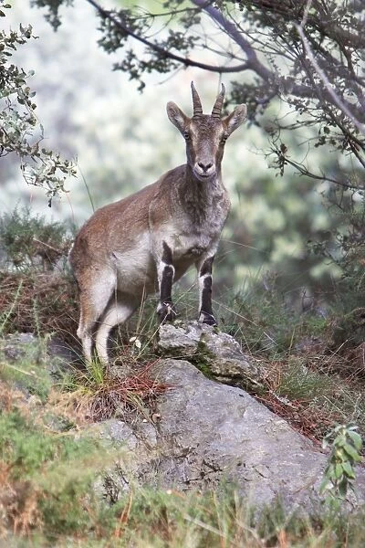 Spanish Ibex - female animal alert, Grazalema National Park, Andalucia, Spain