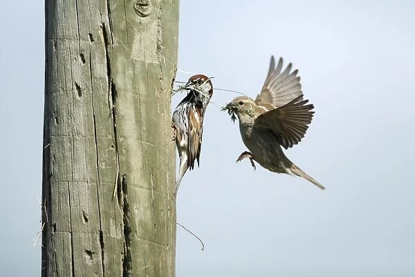 Spanish Sparrow - pair with nest material at nest entrance in telegraph pole, region of Alentejo, Portugal