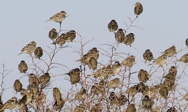 Spanish Sparrows - flock in bush - March - Cyprus
