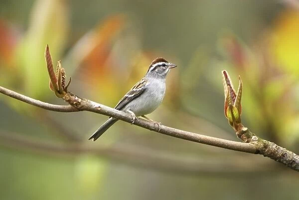 Sparrow Belize