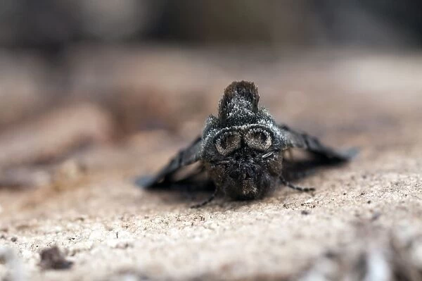 Spectacle Moth - showing spectacles - resting on tree trunk - Lincolnshire - England