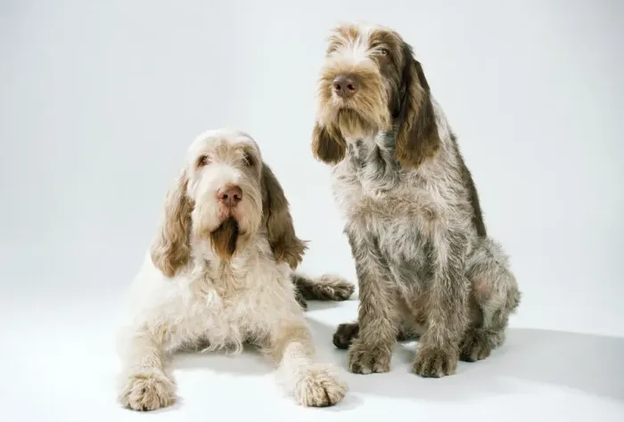 Framed Print : Spinone Dog Print JD-7141 Framed Print : Spinone Dog Print JD-7141