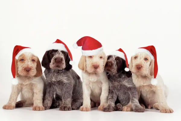 Spinone Dog - pupies wearing christmas hats