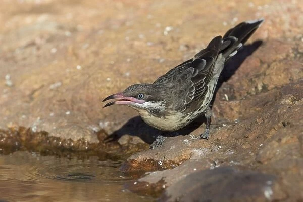 Spiny-cheeked Honeyeater - drinking at a small pool - near Ti Tree, Northern Territory, Australia