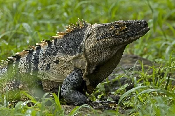 Spiny-tailed Iguana - Tropical dry forest - Santa Rosa National Park - Costa Rica