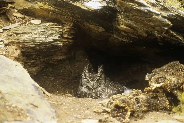 Spotted Eagle Owl - on nest