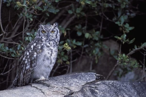 Spotted Eagle Owl - Ngorongoro Conservation Area - Tanzania