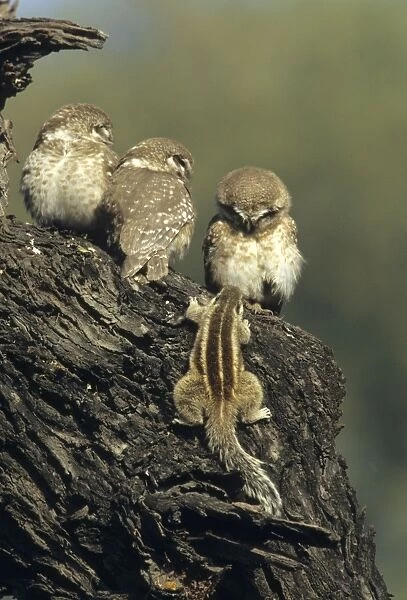 Spotted Little Owl  /  Spotted Owlets - Fledglings and curious Three-palm Squirrel (Funambulus palmarum) approaching owlets. Keoladeo National Park India