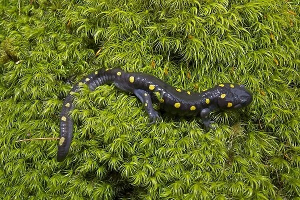 Spotted Salamander - at breeding pond in spring - Common in the eastern United States and Canada - New York - USA