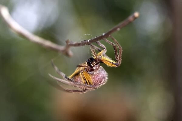 Spotted Spider Heath River Centre Peru / Bolivia border
