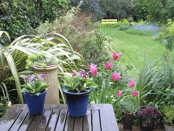 Spring garden in rain - auriculas in pots and Jaqueline pink tulips