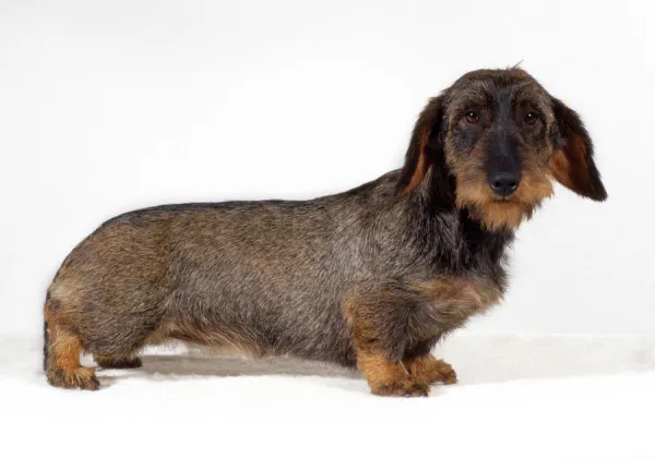 Rough clearance haired dachshund