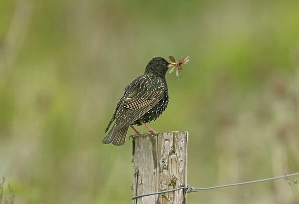 Starling - adult with food for young consisting of Cinnabar moth and two Common Blue Damselflies