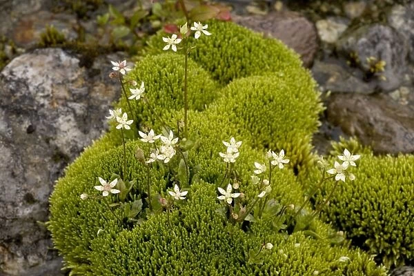 Starry saxifrage (Saxifraga stellaris) in mossy flush, with Philonotis fontana. Scotland