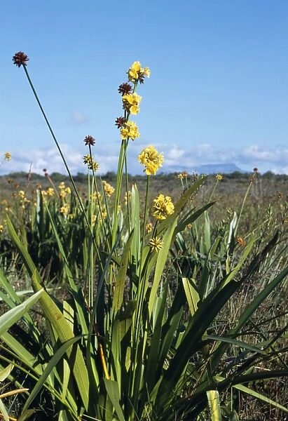 Stegolepis guianensis - endemic Gran Sabana  /  Pantepuis Venezuela Fam: Rapateaceae