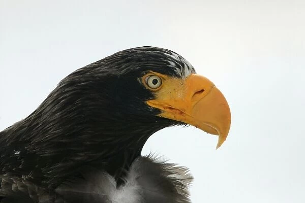 Steller's Sea Eagle - close-up of head. Hokkaido, Japan