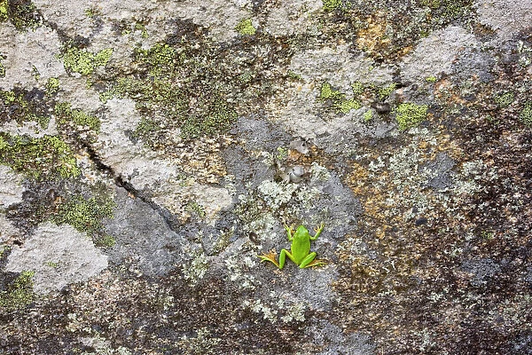 Stripeless Tree Frog (Hyla meridionalis ) on lichen-covered rock, Extremadura, West Spain