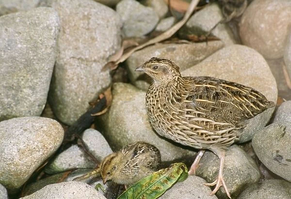Stubble Quail - with chick