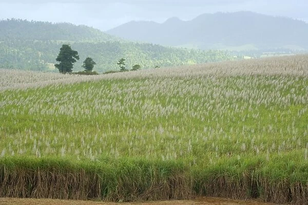 Sugarcane - huge fields of sugarcane are spread all over the Wet Tropics. This field is about to be harvested - Atherton Tablelands, Queensland, Australia