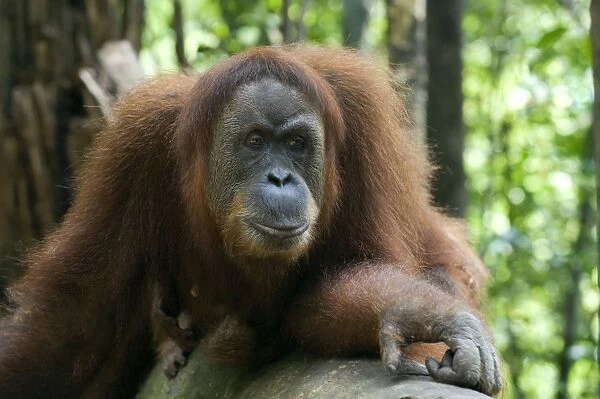 Sumatran Orangutan - Adult female resting on log - North Sumatra - Indonesia - *Critically Endangered