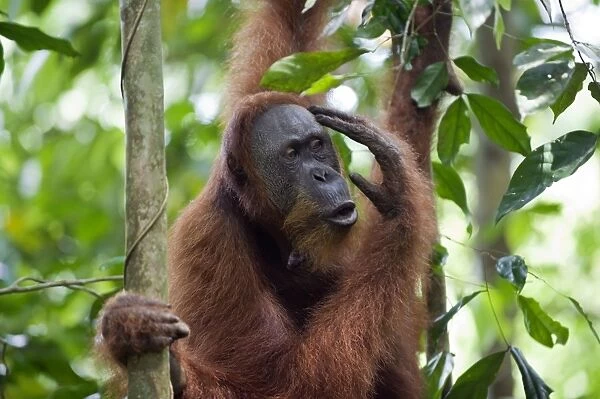 Sumatran Orangutan - North Sumatra - Indonesia - *Critically Endangered