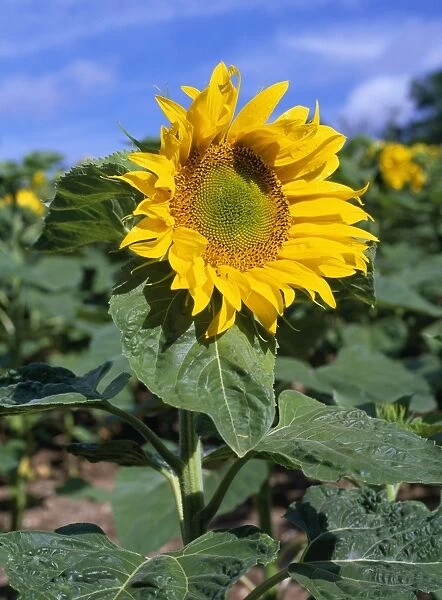 Sunflower. ROG-11259. SUNFLOWER - as a crop. France. Helianthus annuus. Bob Gibbons.