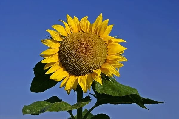 Sunflower single flower against blue sky Baden-Wuerttemberg, Germany