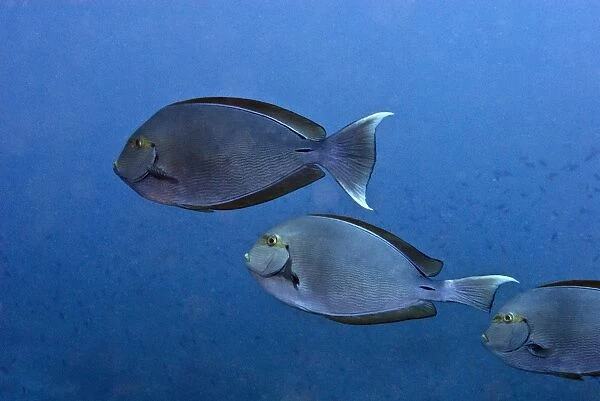 Surgeonfish - Indonesia