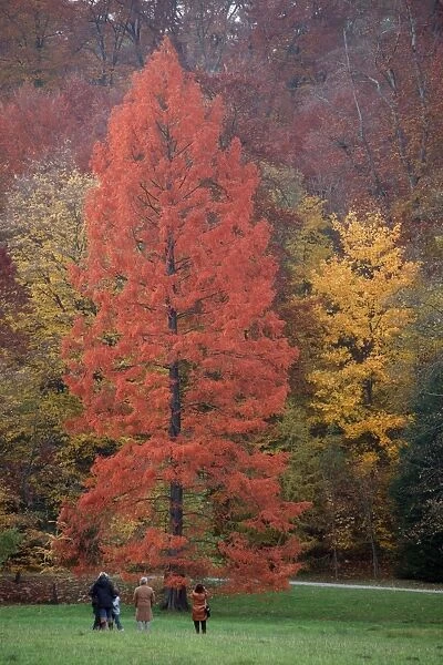 Swamp Cypress - foilage in autumn colour - Wilhems Hoehe park - Kassel - Hessen - Germany