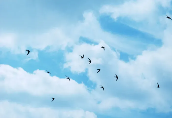 Framed Print : Common Swifts in Flight Print Framed Print : Common Swifts in Flight Print