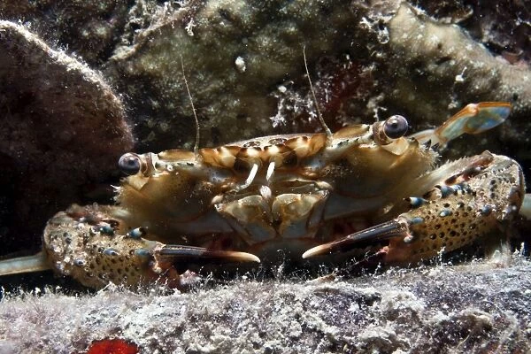Swimmer Crab - Malaysia