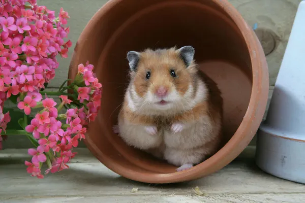 Prints of Syrian Hamster in flowerpot
