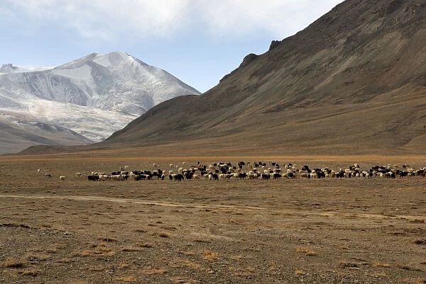 Tajikistan - Herd of sheep in Pamir mountain - Murgab