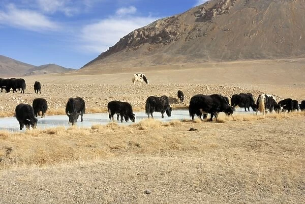 Tajikistan - Herd of Yak in Pamir mountain - Murgab