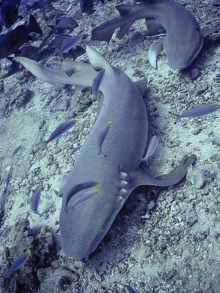 Tawney Nurse  /  Sleeper Shark Shark Reef, Fiji