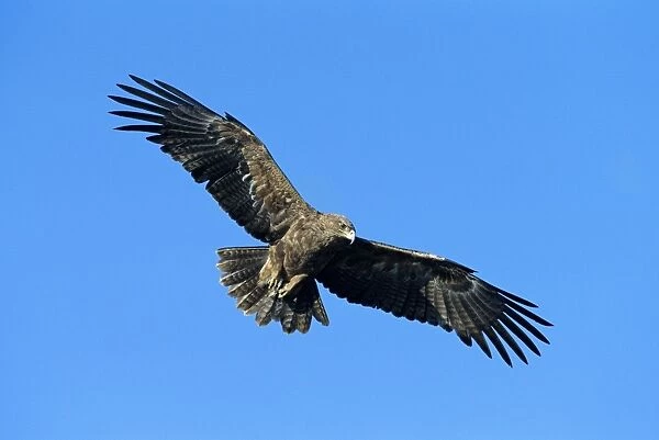 Tawny Eagle - in flight - Kenya - Africa JFL12321