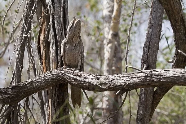 Tawny Frogmouth in camouflage pose Three subspecies in Australia inhabiting open woodland and most other habitat types. Probably Australia's best known nocturnal bird. At the Broome Bird Observatory, Western Australia