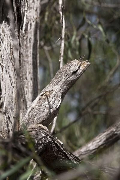 Tawny Frogmouth among jumble of branches Three subspecies in Australia inhabiting open woodland and most other habitat types. Probably Australia's best known nocturnal bird. At the Broome Bird Observatory, Western Australia