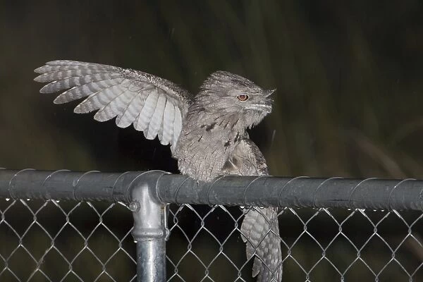 Tawny Frogmouth rain bathing This common well known Frogmouth is found in a wide variety of habitats right throughout Australia except for treeless deserts. Despite it being the wet season there had been no rain for some days