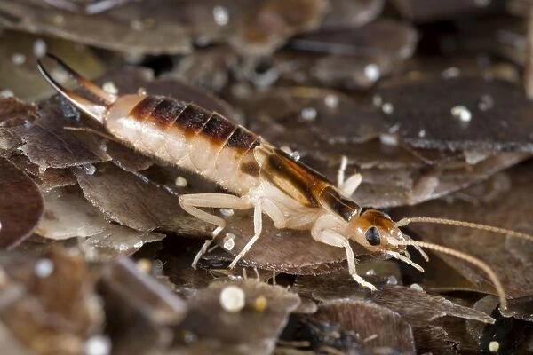 Tawny  /  Giant  /  Striped  /  Riparian  /  Common Brown Earwig
