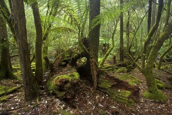 Temperate rainforest - magnificent lush, cool temperate rainforest, which is dominated by ferns and lichen and moss-covered trees - Mount Field National Park, Tasmania, Australia