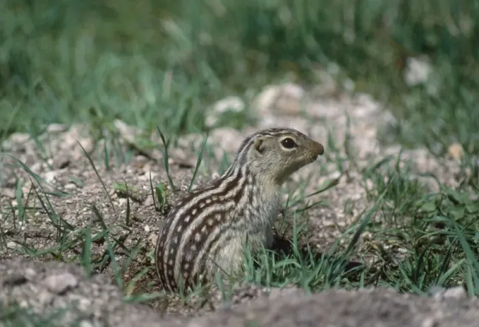 Framed Print : Thirteen-lined Ground Squirrel Print FG-7704 Framed Print : Thirteen-lined Ground Squirrel Print FG-7704