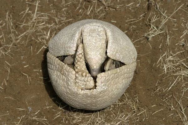 Three-Banded Armadillo FG 12428 Beginning to unfold from curled-up protective position Range: Argentina, Paraguay, parts of Brazil Tolypeutes matacus © Francois Gohier  /  ardea. com