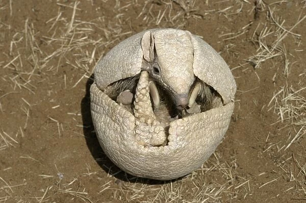 Three-Banded Armadillo FG 12429 Opening up from protective curled up position Range: Argentina, Paraguay, parts of Brazil Tolypeutes matacus © Francois Gohier  /  ardea. com