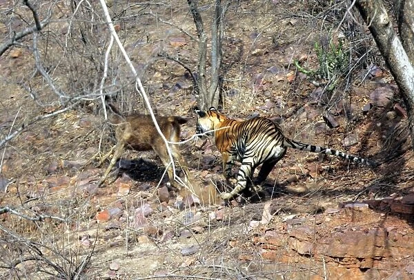 Tiger - Chasing Sambar (Cervus unicolor) Ranthambhore NP, Rajasthan, India