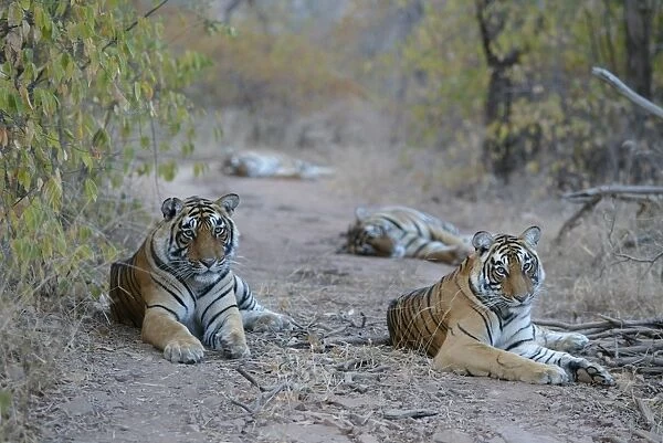 Tiger - Mother and three two year-old cubs Ranthambhore NP, Rajasthan, India