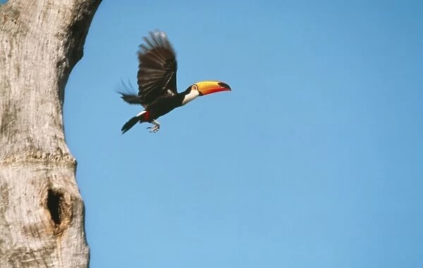 Toco Toucan FG AM 889 Flying out of nest. Brazil Rhamphastos toco © Francois Gohier  /  ARDEA LONDON