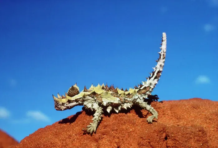 Framed Print : Thorny Devil Print, Moloch moloch horridus Framed Print : Thorny Devil Print, Moloch moloch horridus